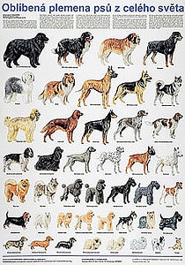 Plakát - Oblíbená plemena psů z celého světa