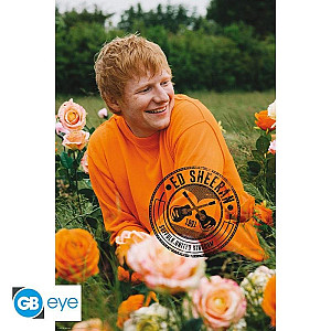 Ed Sheeran Plakát Maxi: Rose Field 91,5 x 61 cm