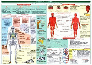 Tabulka - biologie člověka