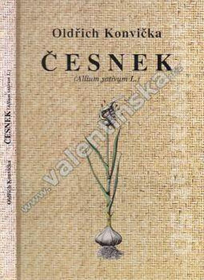 Česnek (Allium sativum L.)