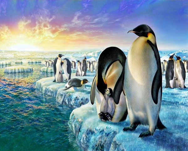 Malování podle čísel - Tučňáci na ledě 40 x 50 cm (bez rámu)