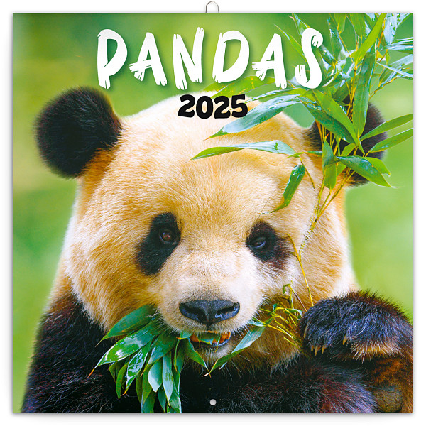 NOTIQUE Poznámkový kalendář Pandy 2025, 30 x 30 cm